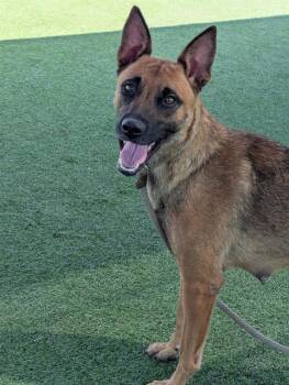 Rescue Belgian Shepherd Malinois Dogs for Adoption in Camarillo, California - RIOJA | PetCurious