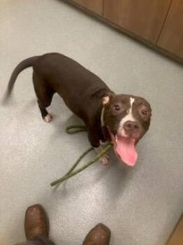 LUCY -  Pit Bull Terrier Dog for Adoption in Baytown, Texas - LUCY | PetCurious