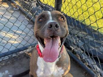 ACORN -  Pit Bull Terrier Dog for Adoption in Tulsa, Oklahoma - ACORN | PetCurious