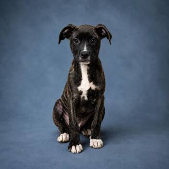 Forest -  Mountain Cur Dog for Adoption in Heber Springs, Arkansas - Forest | PetCurious
