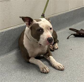 FLOWER -  Pit Bull Terrier Dog for Adoption in Indianapolis, Indiana - FLOWER | PetCurious