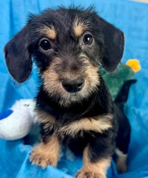 Tootsie Roll my mom is a Schnauzer -Dad must have been a Dachshu -  Schnauzer and Dachshund Dog for Adoption in Hondo, Texas - Tootsie Roll My Mom Is A Schnauzer -Dad Must Have Been A Dachshu | PetCurious
