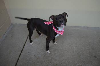 Blown Fuse -  Pit Bull Terrier Dog for Adoption in Mckinney, Texas - Blown Fuse | PetCurious