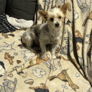 Lapdog Dixie. Family dog -  Yorkshire Terrier Dog for Adoption in Antwerp, Ohio - Lapdog Dixie. Family Dog | PetCurious