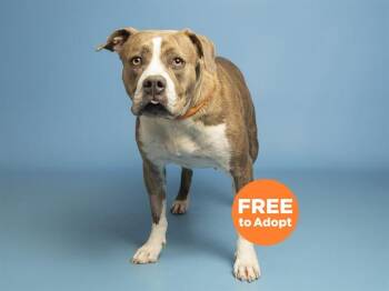 MISS MOLLY -  Pit Bull Terrier Dog for Adoption in Phoenix, Arizona - MISS MOLLY | PetCurious