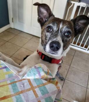 Pixie -  Jack Russell Terrier Dog for Adoption in Gloucester Township, New Jersey - Pixie | PetCurious
