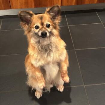 Pomeranian Dogs Available for Adoption in Orange Park, Florida - Kwanto | PetCurious