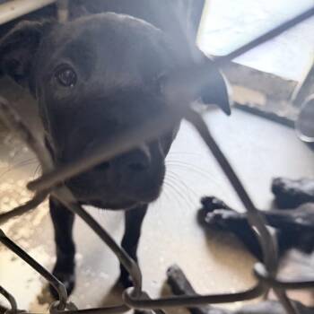 Tiffany -  Mixed Breed Dog for Adoption in Medford, Oregon - Tiffany | PetCurious