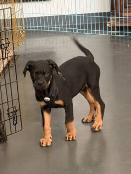Rottweiler Dogs Available for Adoption in Las Vegas, Nevada - Legend | PetCurious