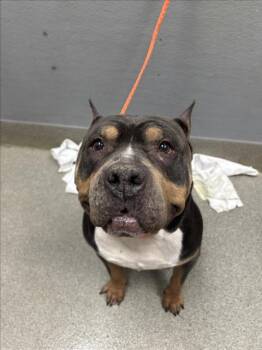 SWEET PEA -  Pit Bull Terrier Dog for Adoption in Las Vegas, Nevada - SWEET PEA | PetCurious