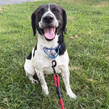 Jury -  Mixed Breed Dog for Adoption in Fredericksburg, Virginia - Jury | PetCurious