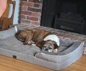Chloe -  Boxer Dog for Adoption in Hamburg, New York - Chloe | PetCurious