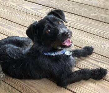 Chester -  Schnauzer and Corgi Dog for Adoption in VERNON ROCKVL, Connecticut - Chester | PetCurious