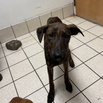 Rescue Mixed Breed Dogs for Adoption in Charleston, West Virginia - Mona Lisa | PetCurious