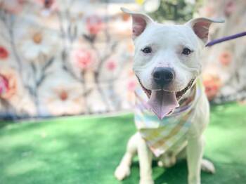 Pit Bull Terrier Dogs Available for Adoption in Charlotte, North Carolina - BIBBLE | PetCurious