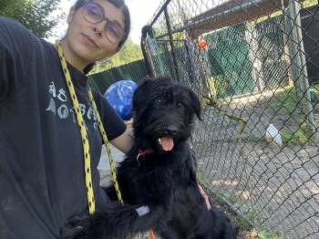 AC - Bingo -  Labradoodle and Schnauzer Dog for Adoption in Brewster, New York - AC - Bingo | PetCurious