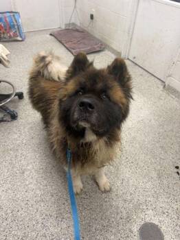 Mellow -  Akita and Mixed Breed Dog for Adoption in Kansas City, Missouri - Mellow | PetCurious