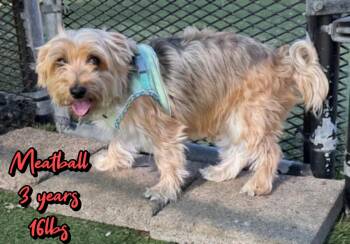 MEATBALL -  Yorkshire Terrier Dog for Adoption in Holbrook, New York - MEATBALL | PetCurious