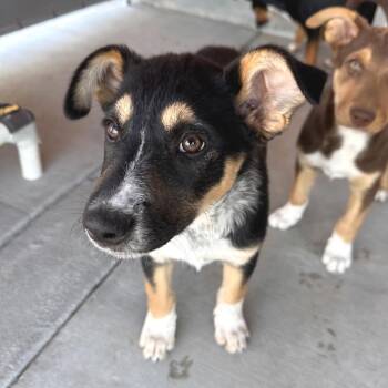 Cindy Lou Who -  Mixed Breed Dog for Adoption in Park City, Utah - Cindy Lou Who | PetCurious