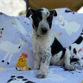 Axel -  Australian Cattle Dog Blue Heeler and Mixed Breed Dog for Adoption in Dysart, Iowa - Axel | PetCurious