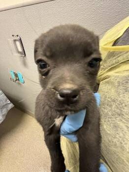 Pug and Mixed Breed Dogs Available for Adoption - MERCED | PetCurious