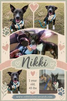 Shepherd and Terrier Dogs Available for Adoption in Brenham, Texas - Nikki  | PetCurious