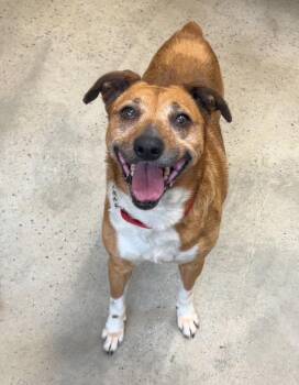 Feist Dogs Available for Adoption in New Rochelle, New York - Mia | PetCurious