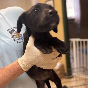 Black Labrador Retriever and Mixed Breed Dogs Available for Adoption in Lucedale, Mississippi - DAFFODIL (purple Collar) | PetCurious