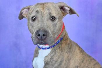 NOELLE -  Pit Bull Terrier and Labrador Retriever Dog for Adoption in Fort Lauderdale, Florida - NOELLE | PetCurious