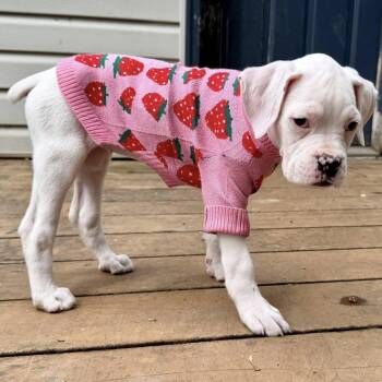 Boxer Dogs Available for Adoption in Woodinville, Washington - Ivy | PetCurious