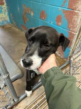Mountain Cur and Mixed Breed Dogs Available for Adoption - Liam | PetCurious