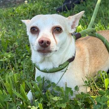 Evie -  Chihuahua and Jack Russell Terrier Dog for Adoption in Southside, Tennessee - Evie | PetCurious