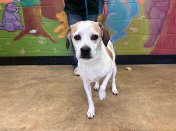 Rescue Beagle Dogs for Adoption in Columbus, Indiana - Bolt | PetCurious
