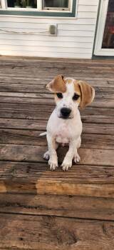 Harry -  Pit Bull Terrier Dog for Adoption in New London, Wisconsin - Harry | PetCurious