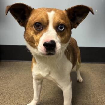 Yoda -  Mixed Breed Dog for Adoption in Portland, Oregon - Yoda | PetCurious
