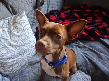 Chihuahua Dogs Available for Adoption in Harrison, New York - Gremmie | PetCurious