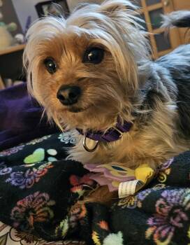 Yorkshire Terrier Dogs Available for Adoption in Silvana, Washington - Jax | PetCurious