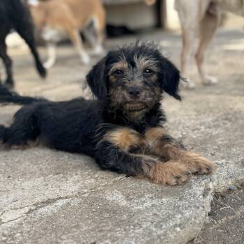 Pippy -  Yorkshire Terrier and Poodle Dog for Adoption in Saratoga Springs, New York - Pippy | PetCurious