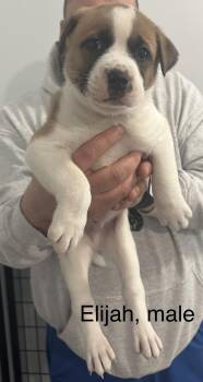 Akita and Pit Bull Terrier Dogs Available for Adoption - Elijah | PetCurious