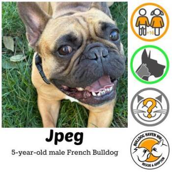 JPEG -  French Bulldog Dog for Adoption in Bonney Lake, Washington - JPEG | PetCurious