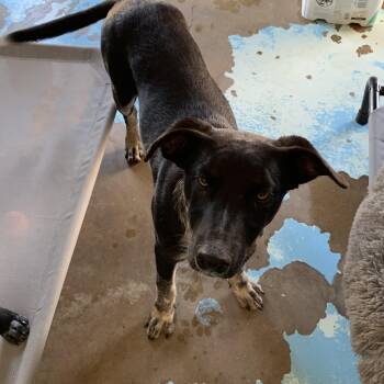 Australian Cattle Dog Blue Heeler Dogs Available for Adoption in Hearne, Texas - Leo | PetCurious