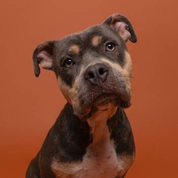 Rescue Pit Bull Terrier Dogs for Adoption in Winnabow, North Carolina - Lucy | PetCurious