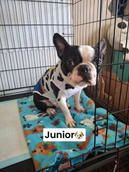 Junior -  Boston Terrier and French Bulldog Dog for Adoption in Jackson, Tennessee - Junior | PetCurious