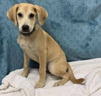 Rescue Labrador Retriever Dogs for Adoption in Lampasas, Texas - Chosen One | PetCurious