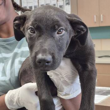 Mochi -  Retriever and Mixed Breed Dog for Adoption in Hattiesburg, Mississippi - Mochi | PetCurious