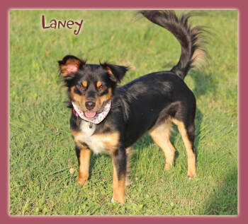 Rescue Chihuahua and Spaniel Dogs for Adoption in Cranston, Rhode Island - Laney In TX | PetCurious