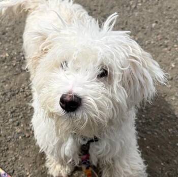 Maltese Dogs Available for Adoption in Golden, Colorado - Coconut Creme | PetCurious