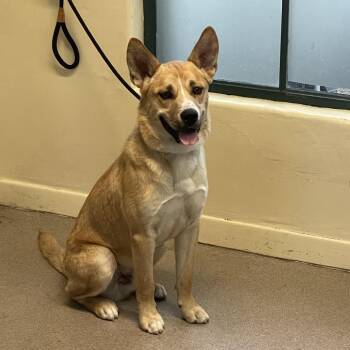 Wheetabix -  German Shepherd Dog and Siberian Husky Dog for Adoption in Pasadena, California - Wheetabix | PetCurious