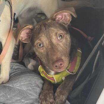 Chihuahua Dogs Available for Adoption - Rudy | PetCurious