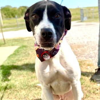 Roxy -  Boxer and Mixed Breed Dog for Adoption in Tulsa, Oklahoma - Roxy | PetCurious